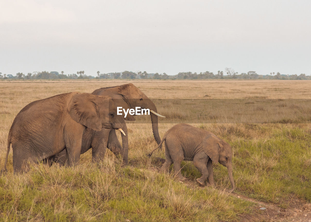 Elephants on field against sky