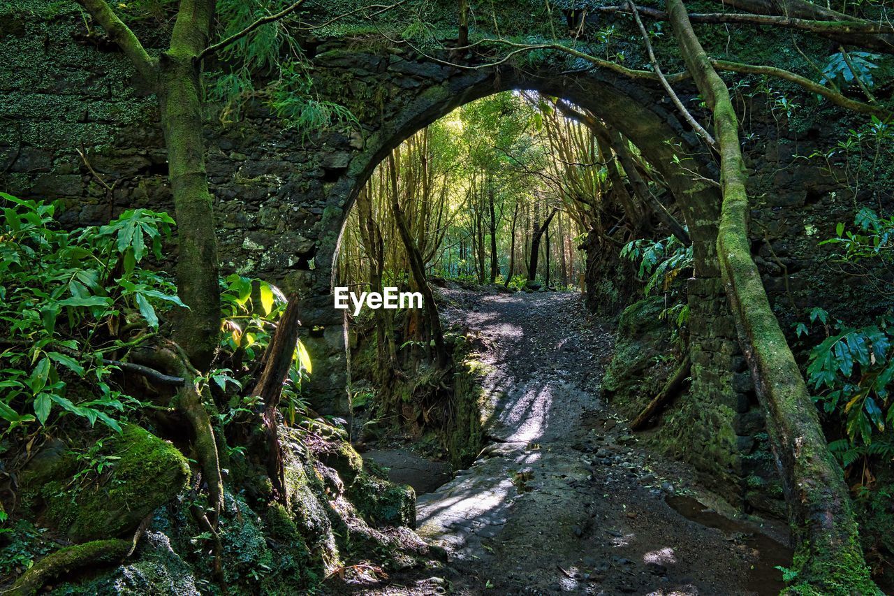 Arch an wall in forest 