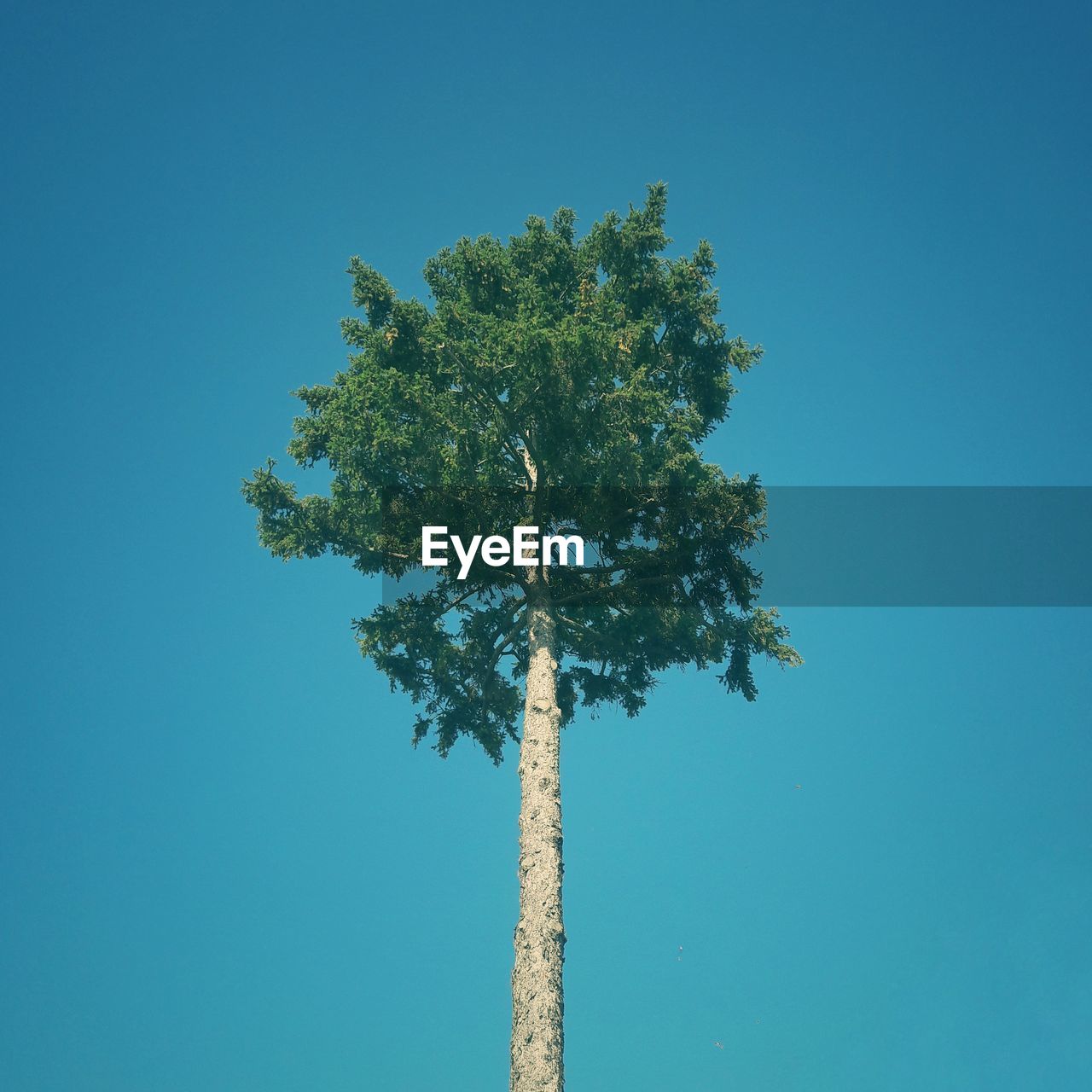 LOW ANGLE VIEW OF TREE AGAINST BLUE SKY
