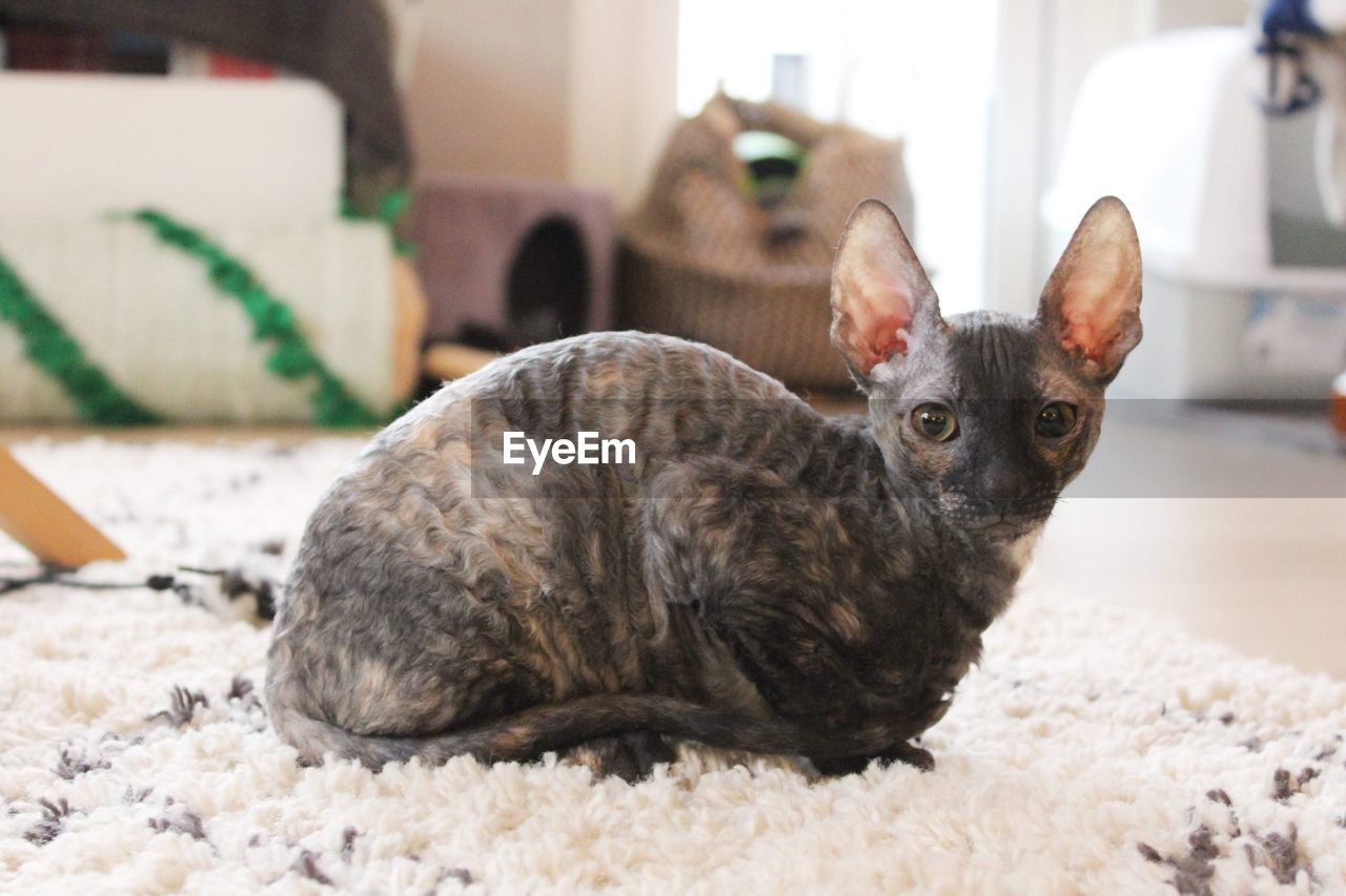 Cornish rex kitten 