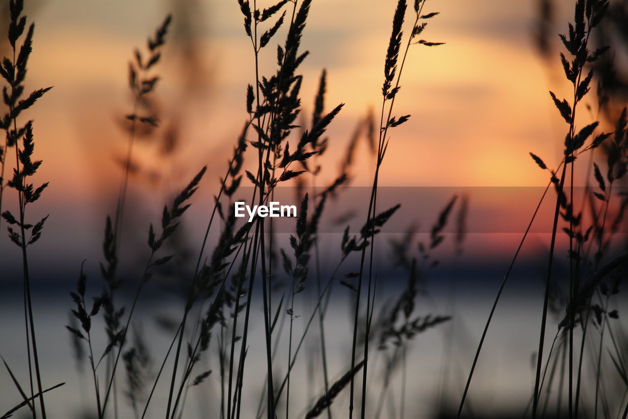 CLOSE-UP OF SILHOUETTE PLANTS AGAINST SKY DURING SUNSET