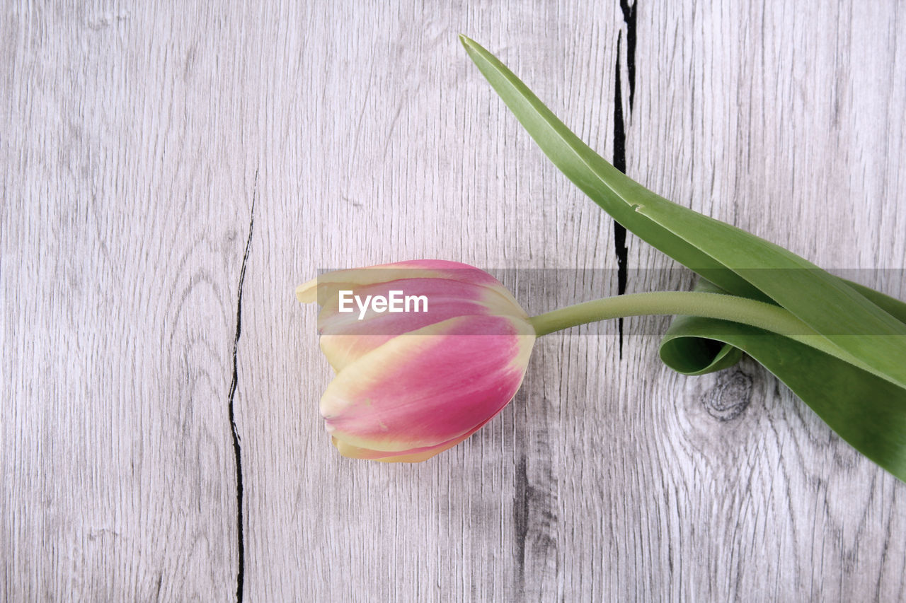 DIRECTLY ABOVE SHOT OF FLOWER ON TABLE