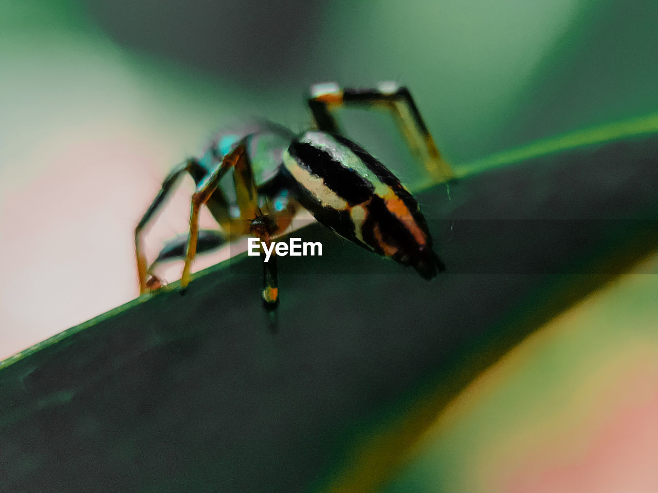 CLOSE-UP OF BUTTERFLY