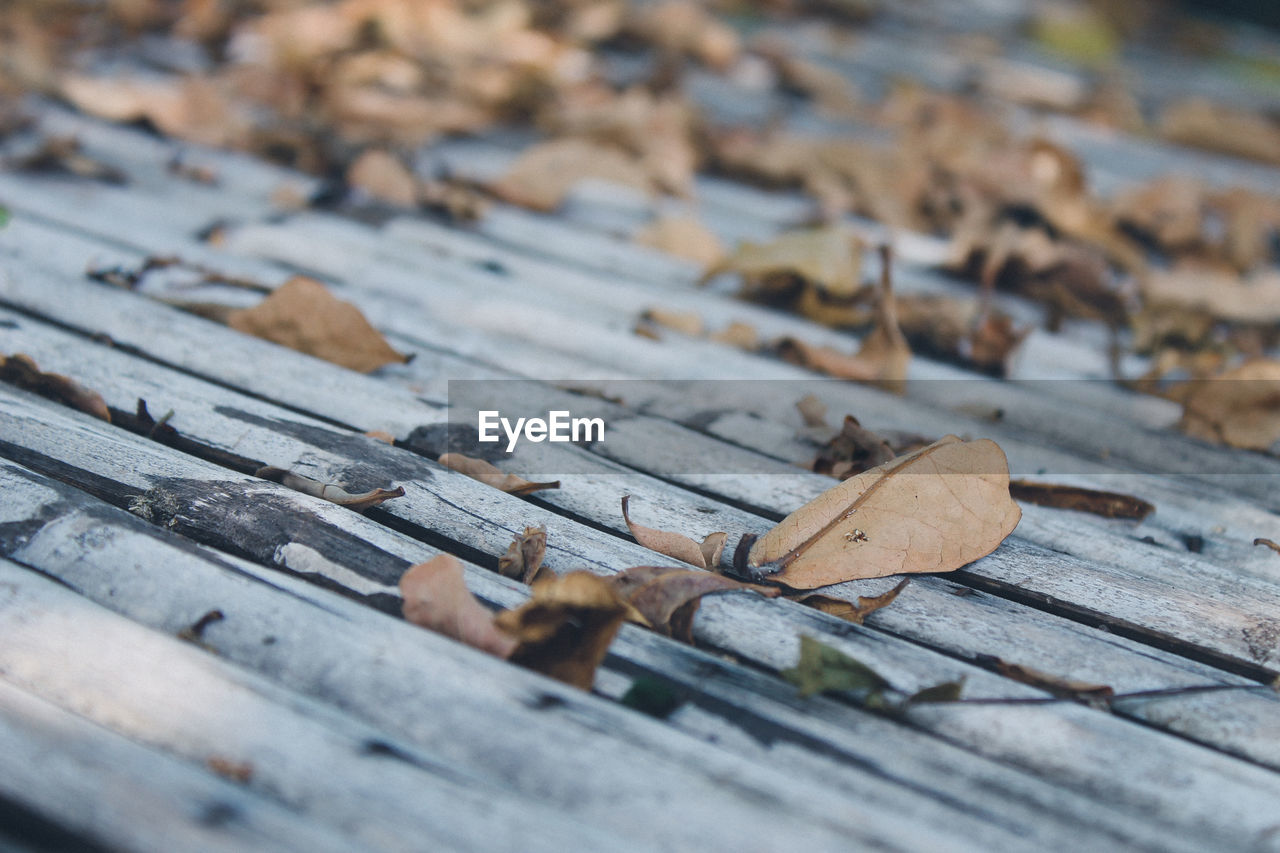 Close-up of dry leaves on wooden table