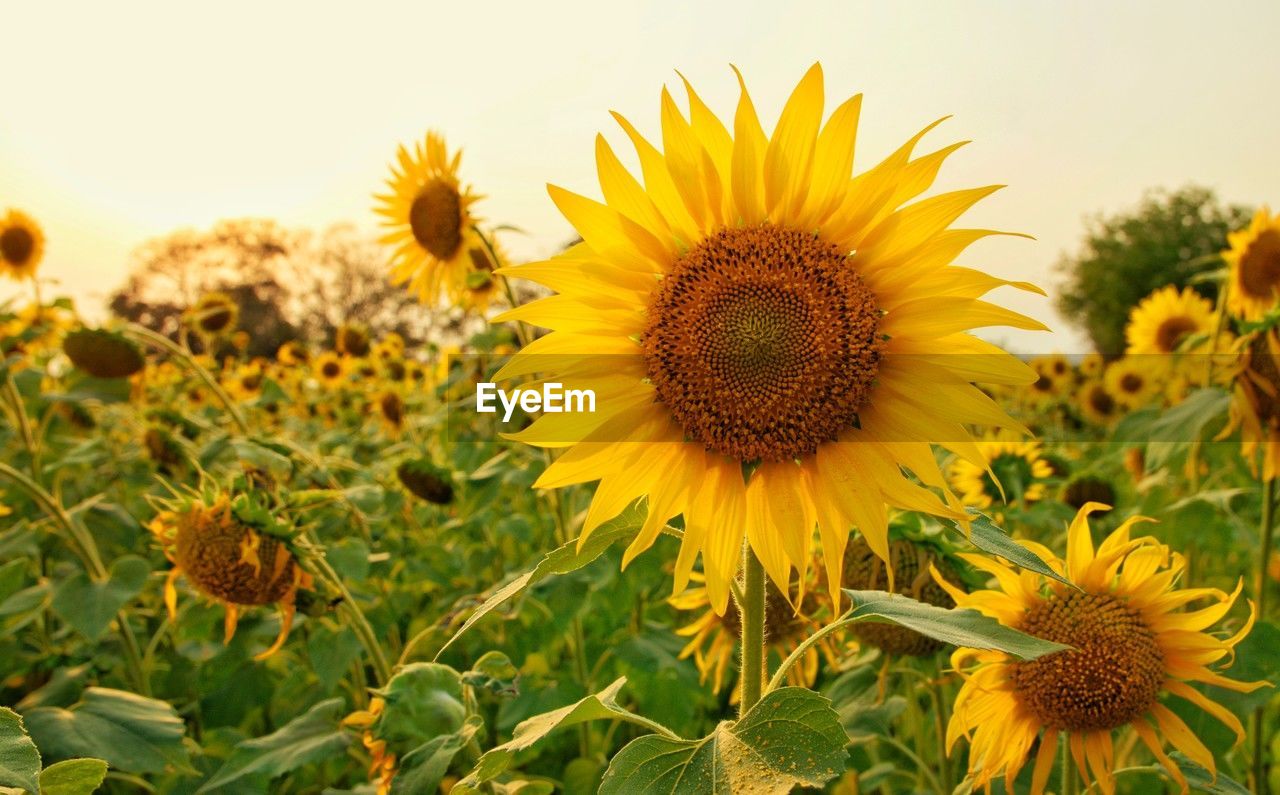 close-up of sunflower against sky