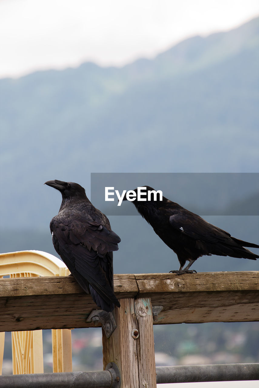 Ravens perching wooden railing against mountain