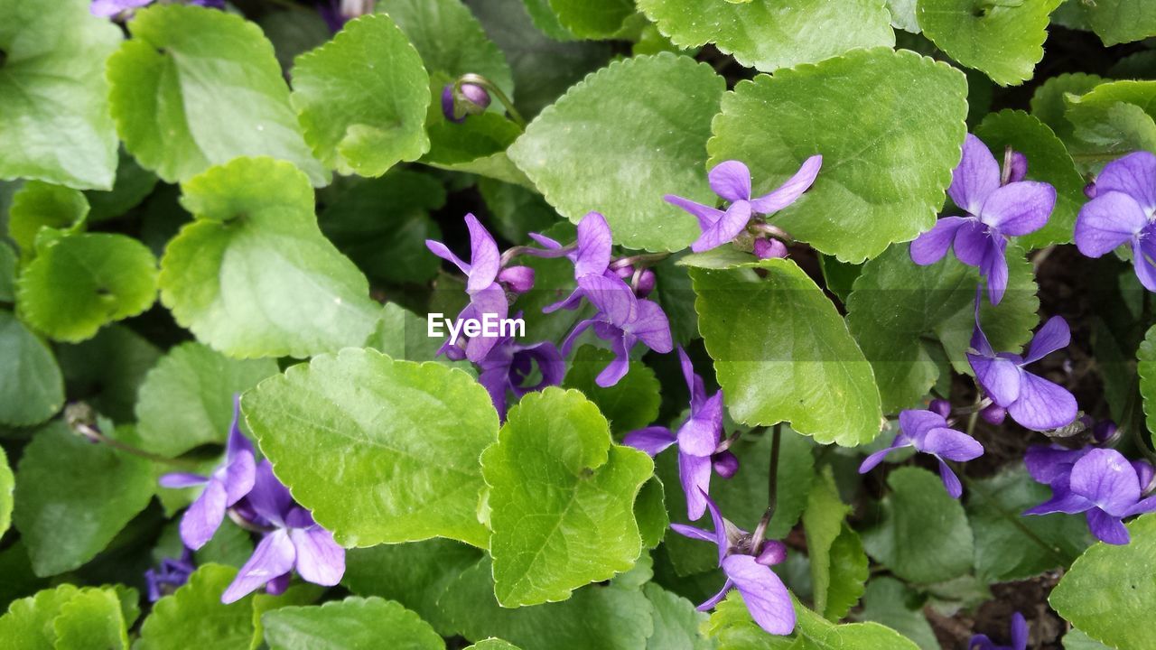 Close-up of purple flower and leaves