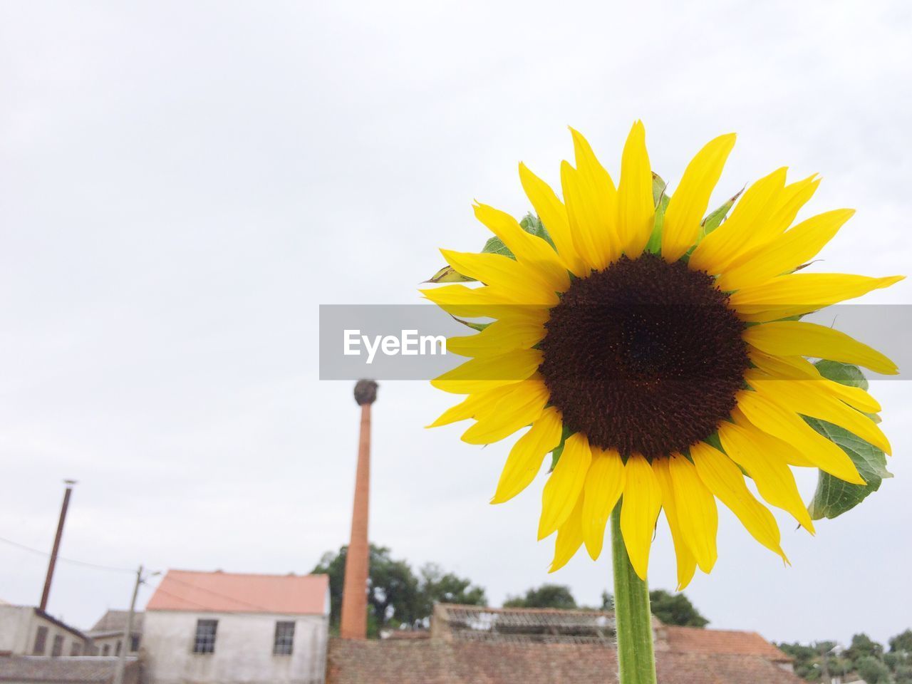 CLOSE-UP OF SUNFLOWERS AGAINST BUILDINGS