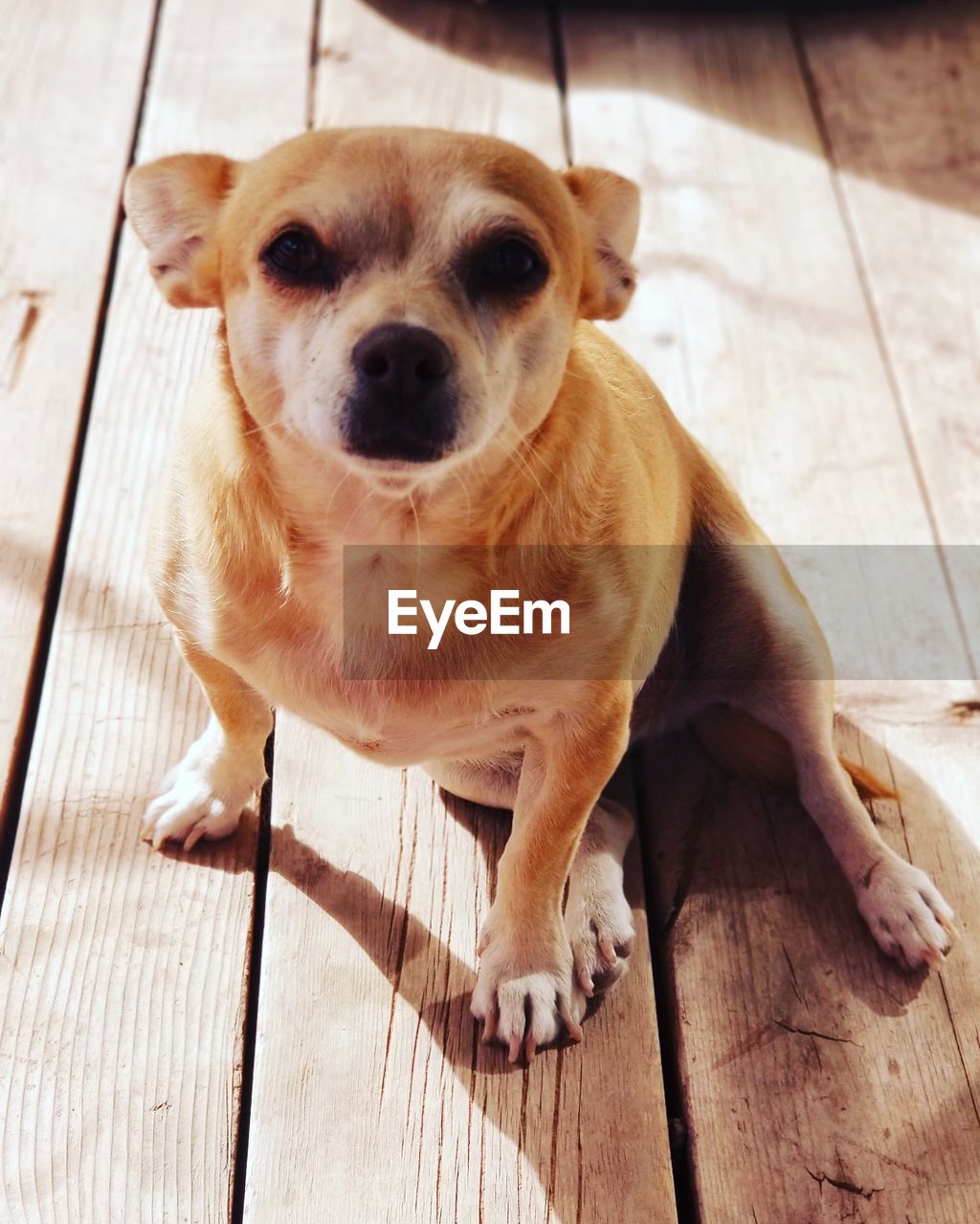 CLOSE-UP PORTRAIT OF PUPPY SITTING ON HARDWOOD FLOOR