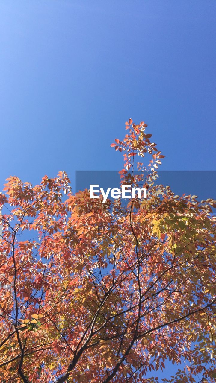 LOW ANGLE VIEW OF TREE AGAINST BLUE SKY