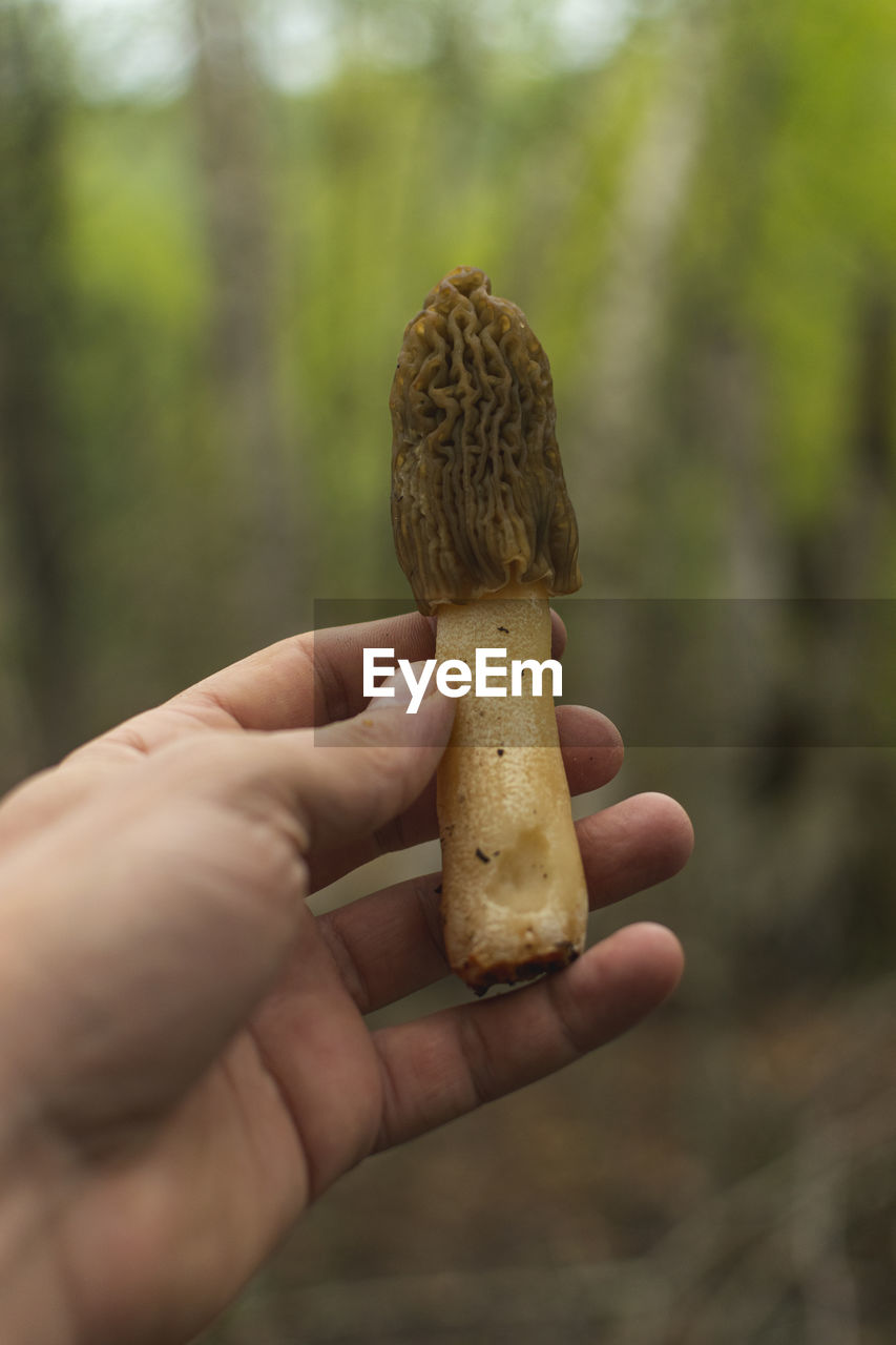 Edible and delicious mushroom  commonly known as early morel or wrinkled thimble-cap