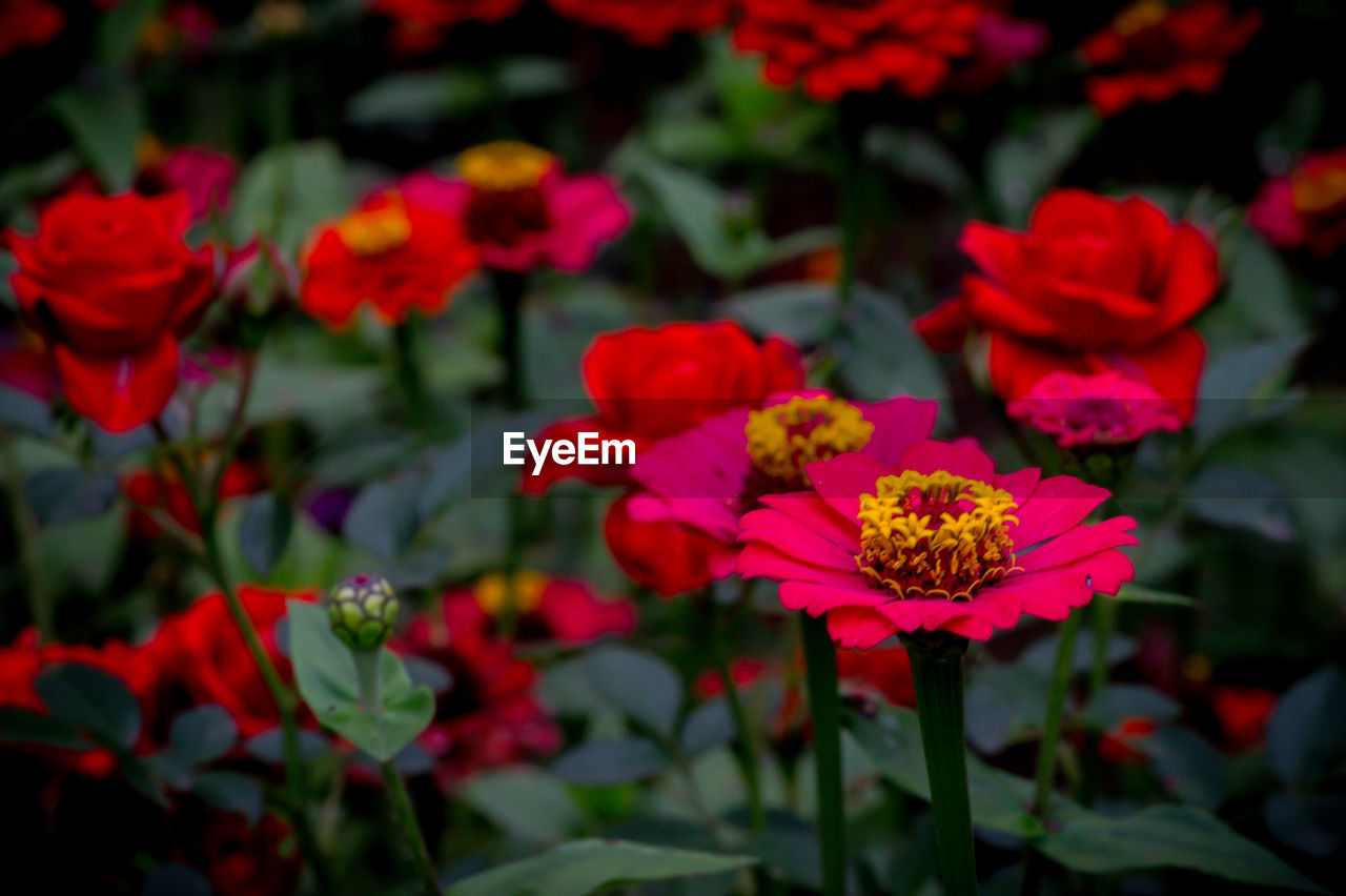 CLOSE-UP OF RED ROSES