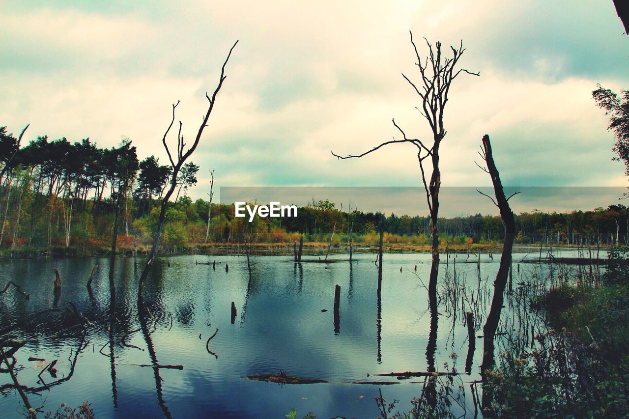 REFLECTION OF TREE IN LAKE AGAINST SKY