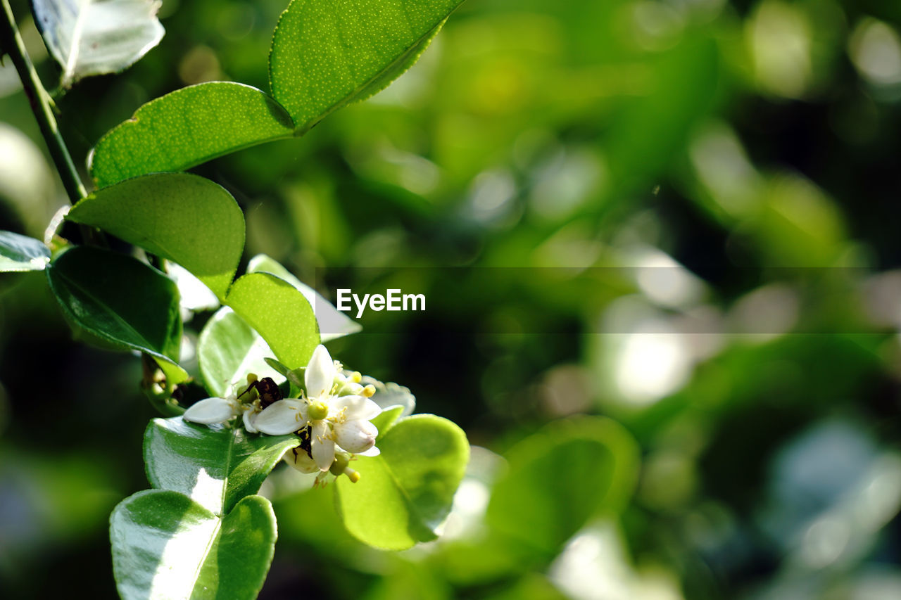 CLOSE-UP OF GREEN INSECT ON PLANT