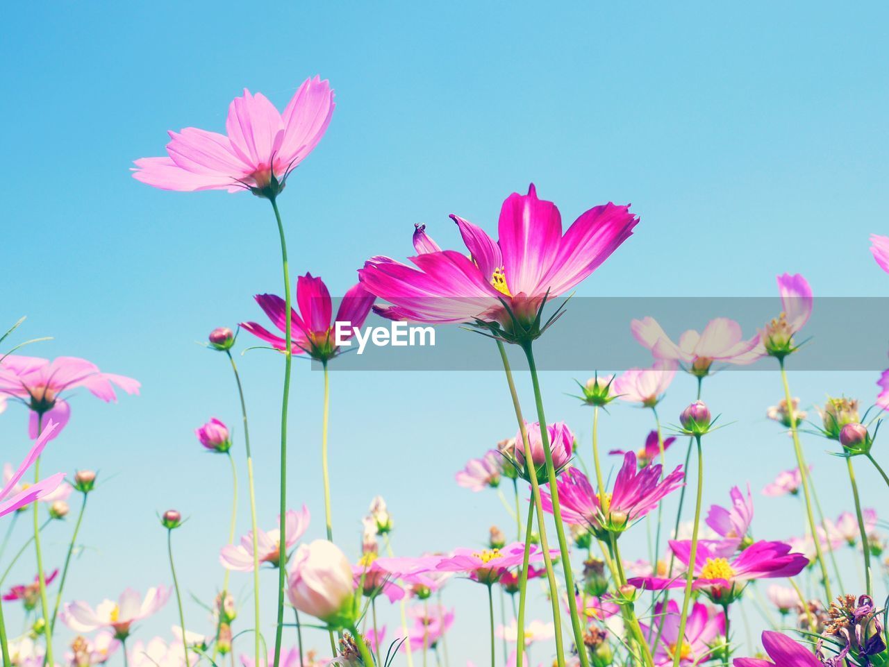 Close-up of pink cosmos flowers against sky