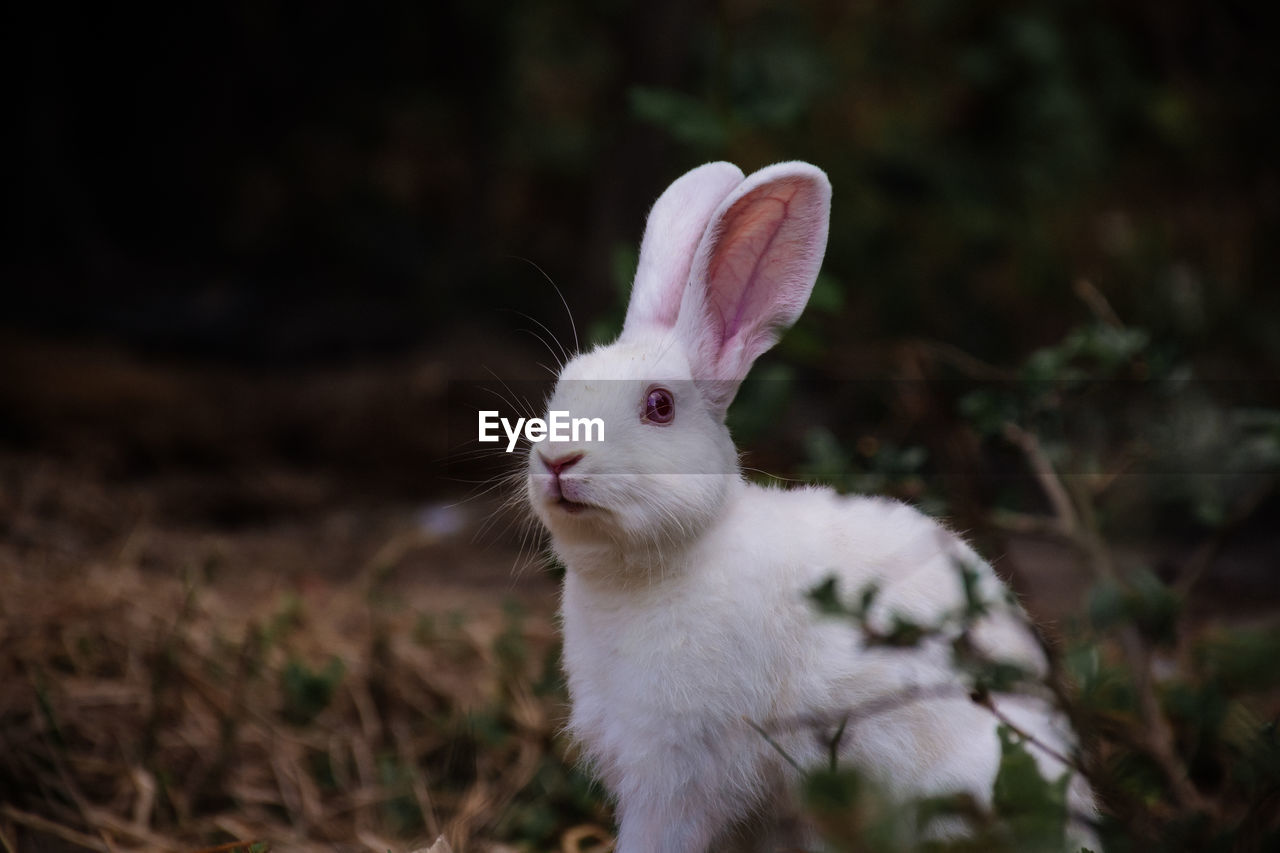 Close-up of a rabbit on field