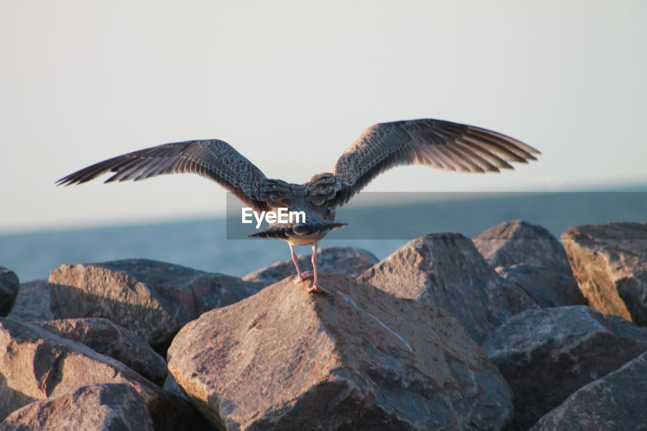 Rear view of seagull standing on rock