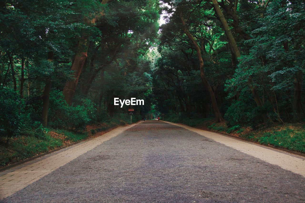 Road amidst trees in forest