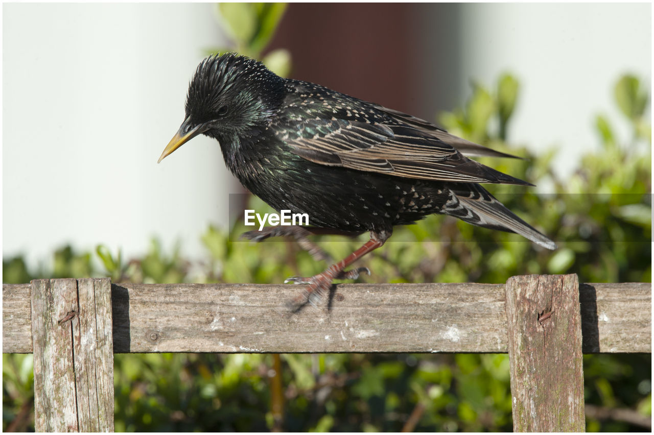 CLOSE-UP OF SPARROW PERCHING ON WOODEN POST