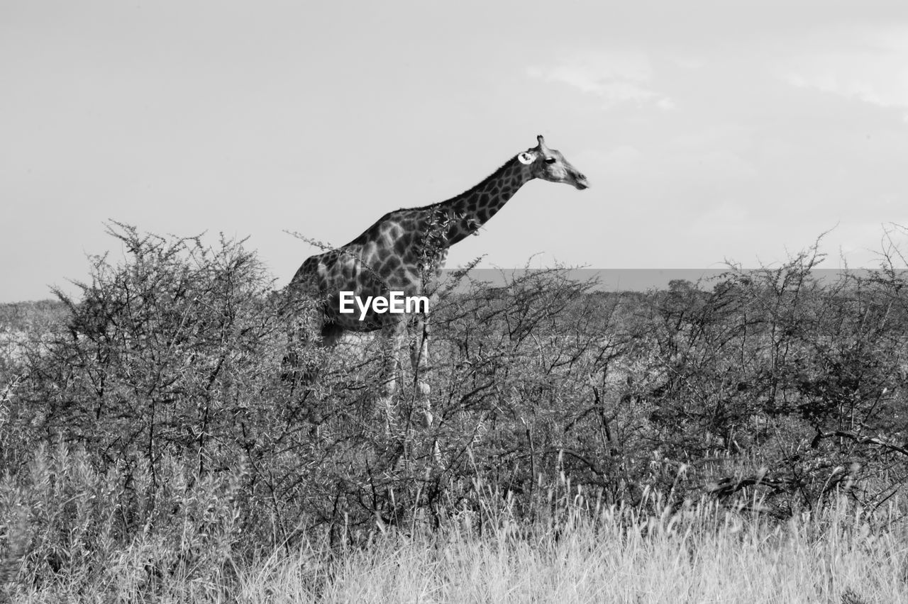 LOW ANGLE VIEW OF GIRAFFE ON TREE AGAINST SKY