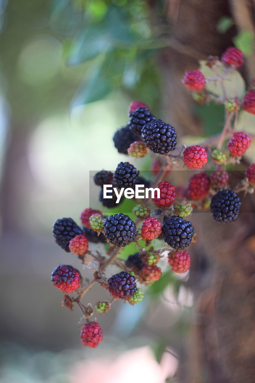 Close-up of berries growing on plant
