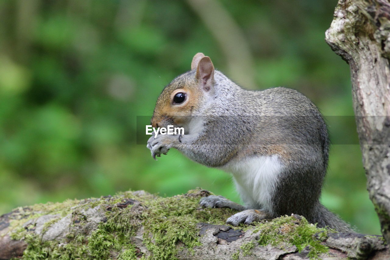 Close-up of squirrel in woodland 
