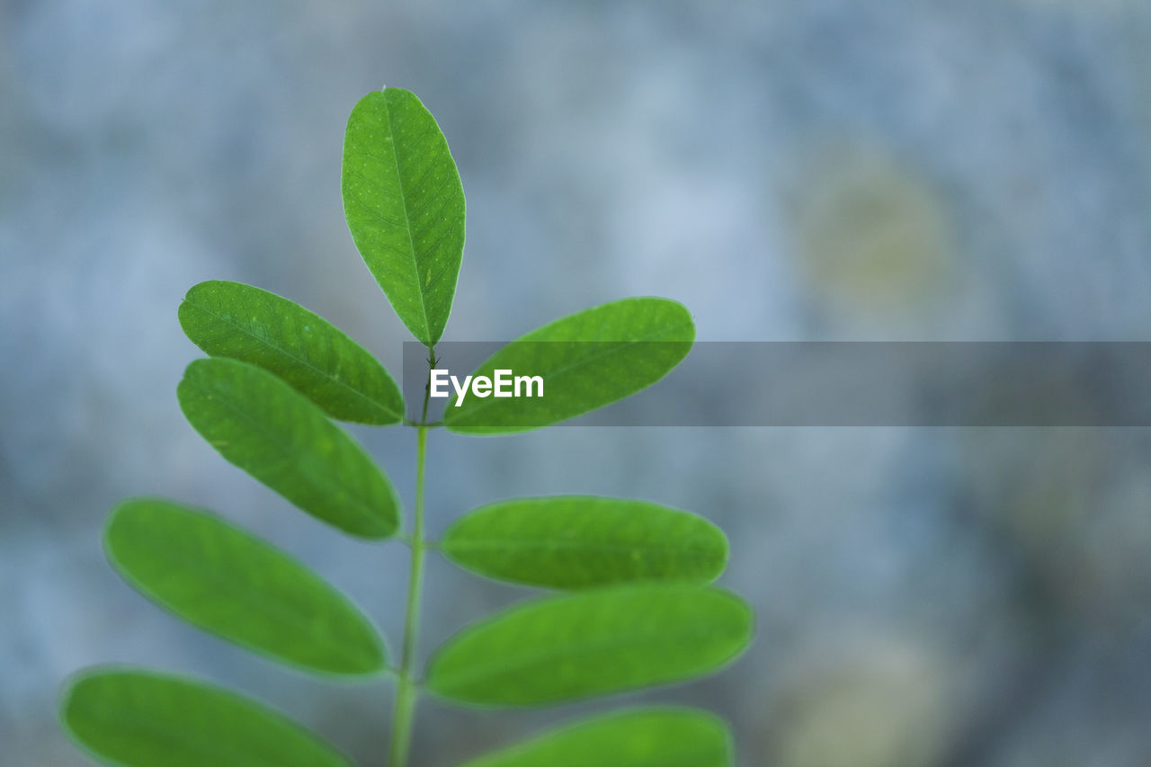 Close-up of fresh green leaves