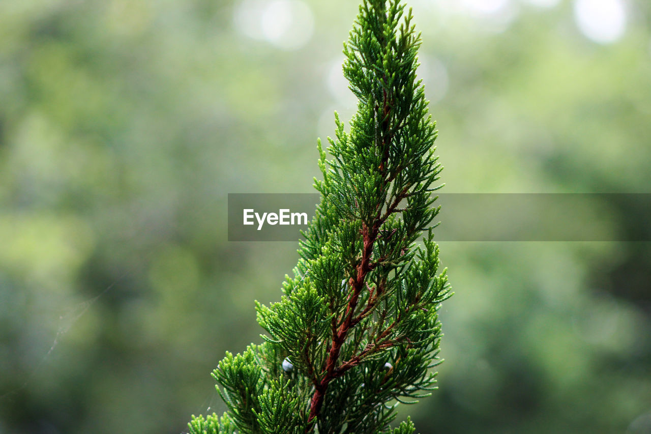 Close-up of fresh green plant