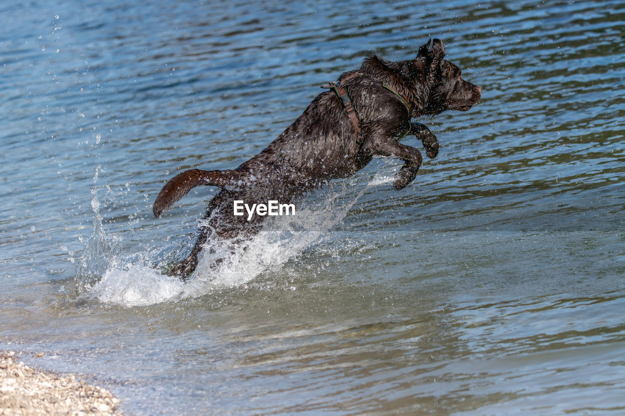 Dog enjoying river