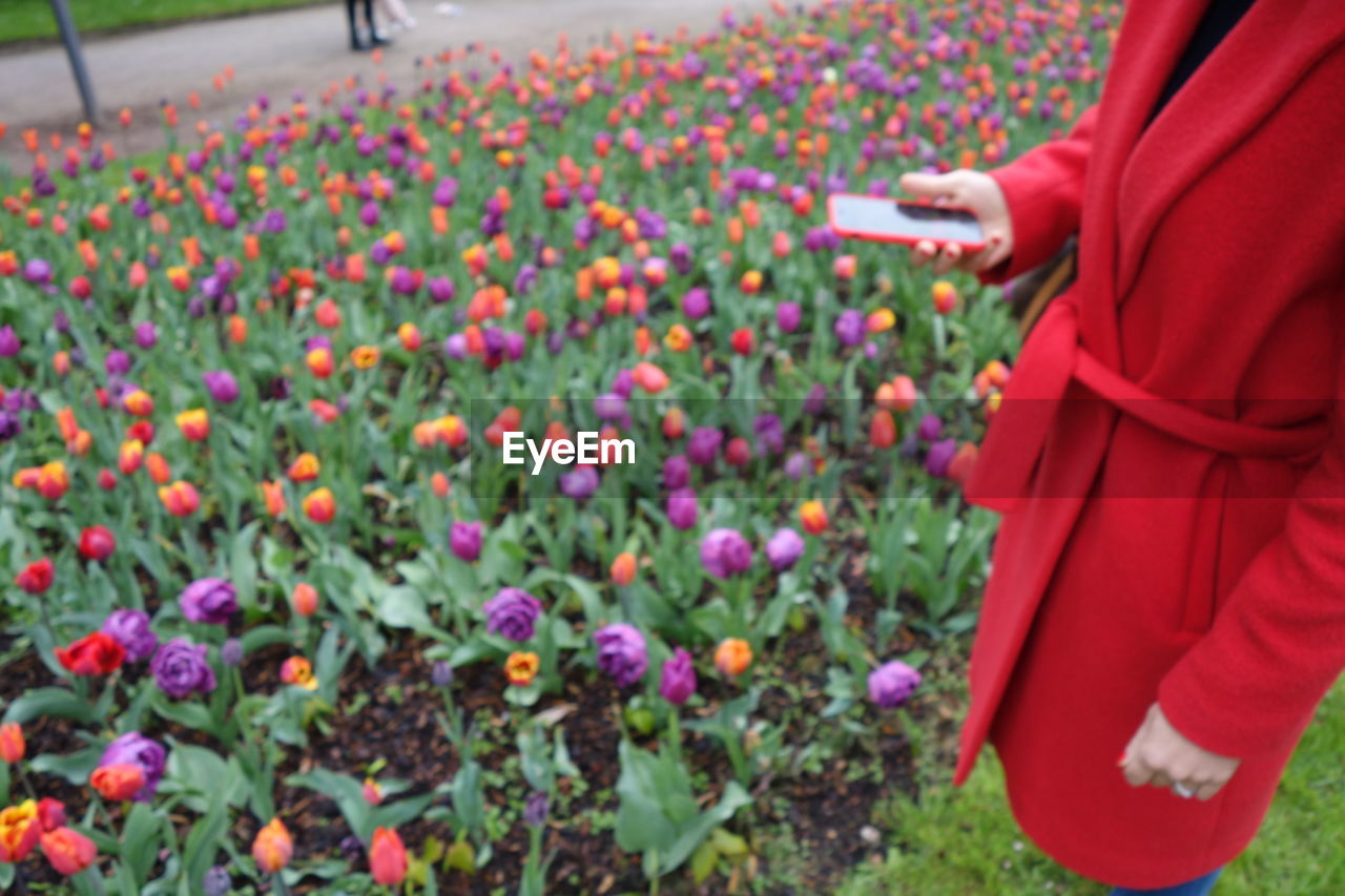 Midsection of woman holding mobile phone while standing by colorful tulips blooming in garden