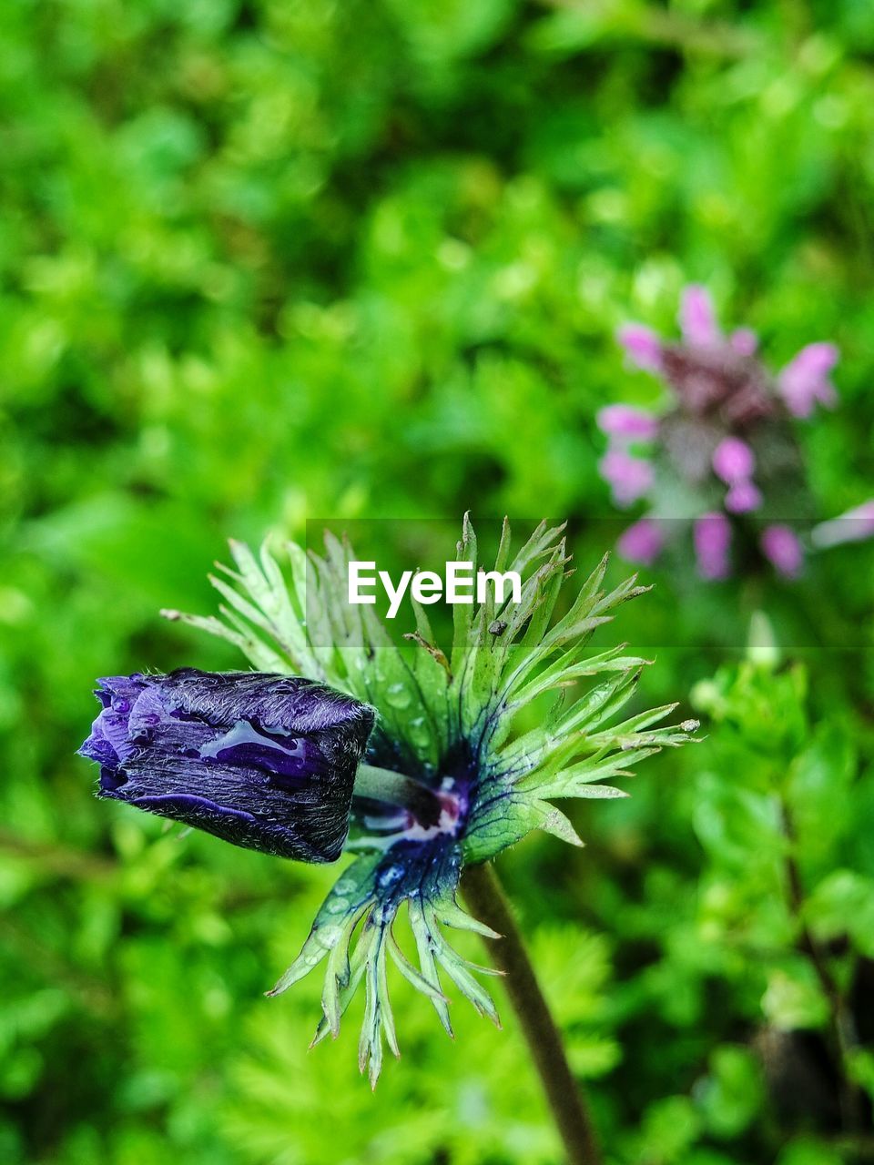 CLOSE-UP OF PURPLE FLOWERS