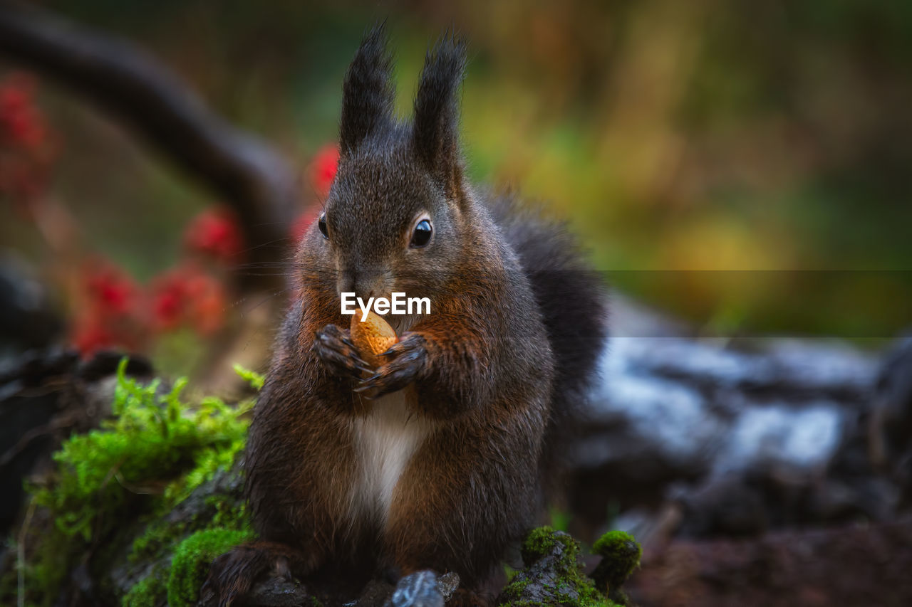 Close-up of squirrel eating fruit