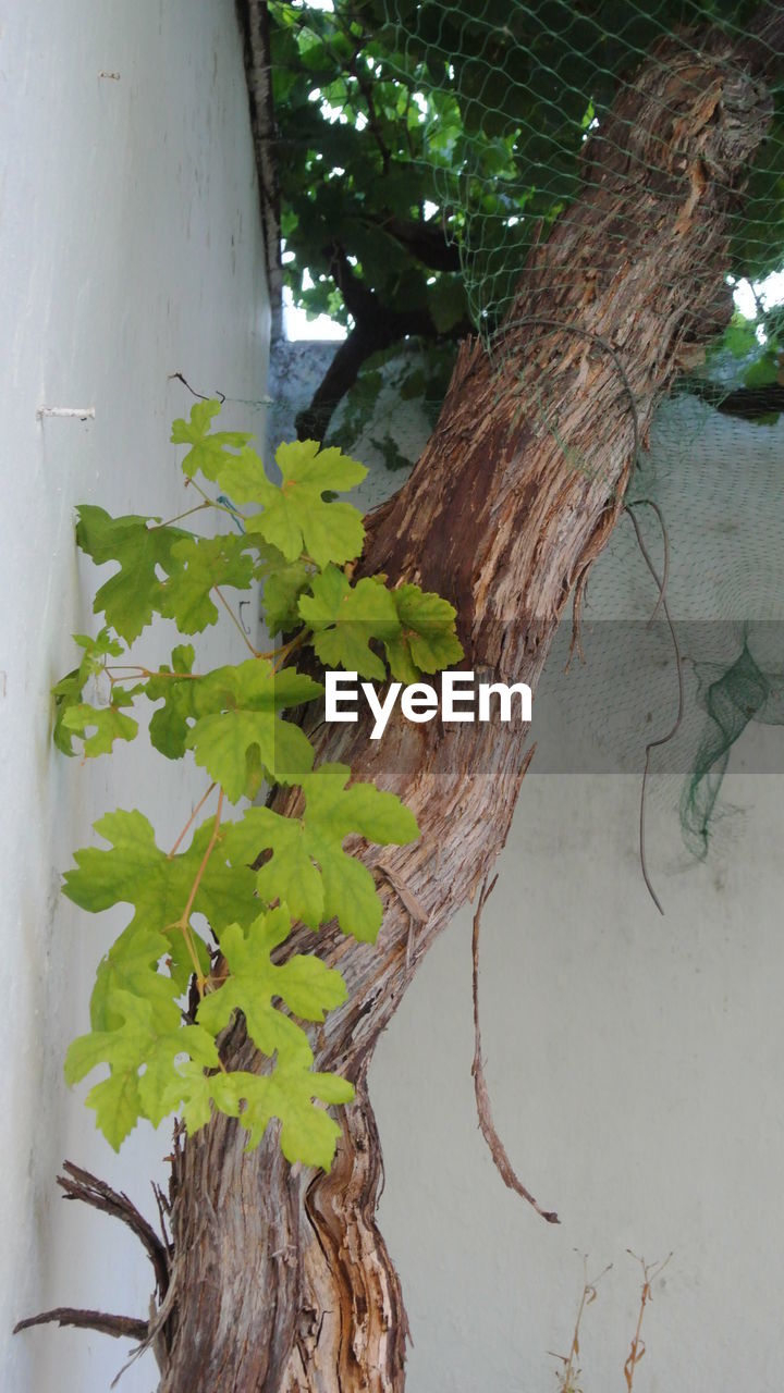 CLOSE-UP OF TREE TRUNK