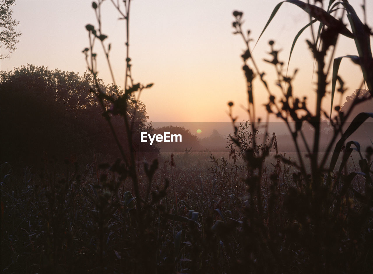 Plants against sunset