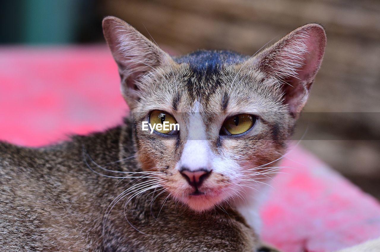 PORTRAIT OF TABBY CAT