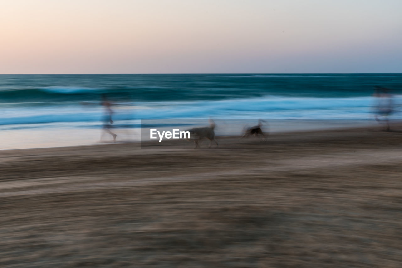 DOG ON BEACH BY SEA AGAINST SKY