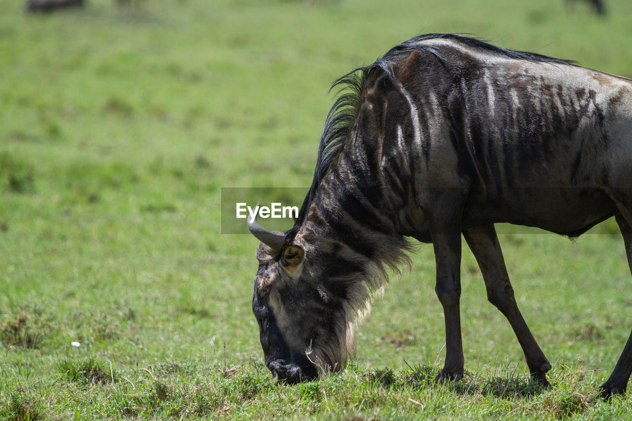 Wildebeest grazing in a field