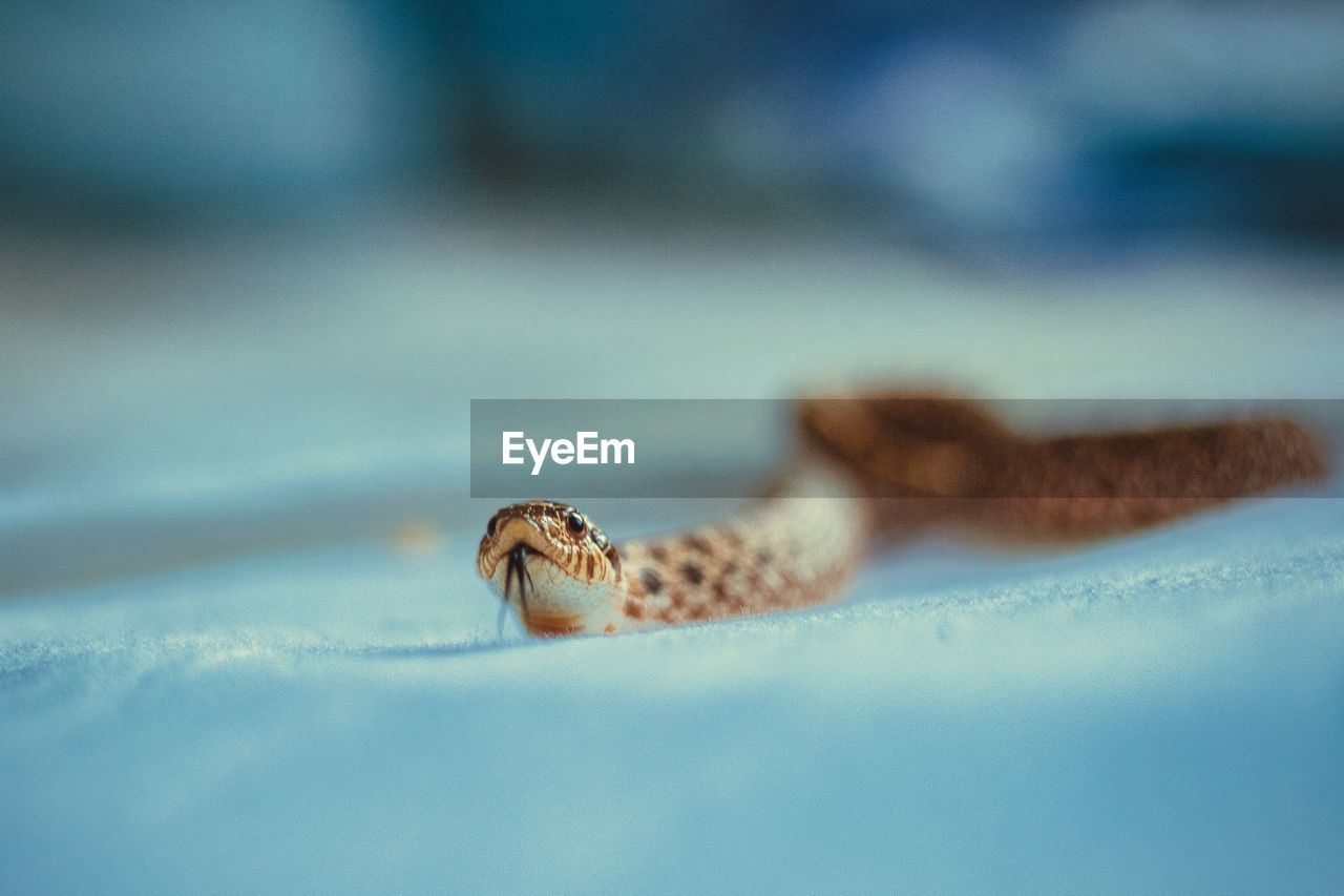 Close-up of snake with tongue out