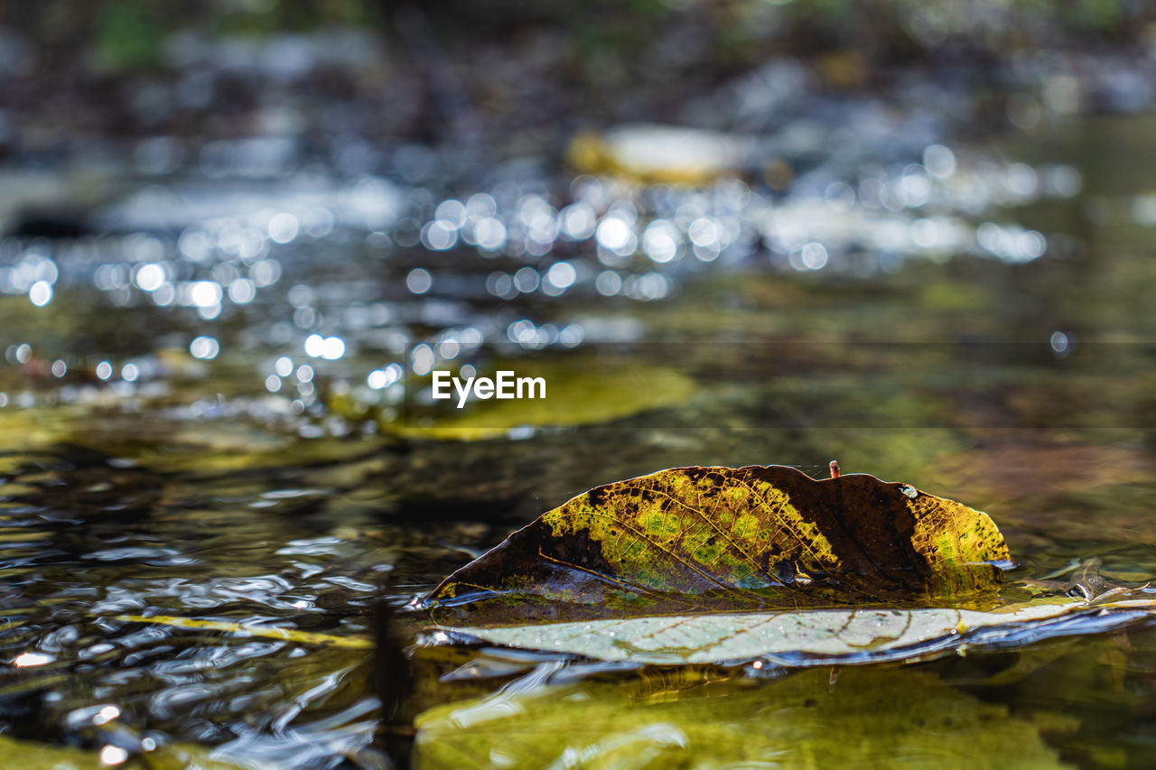 Close-up of dry leaves floating on water