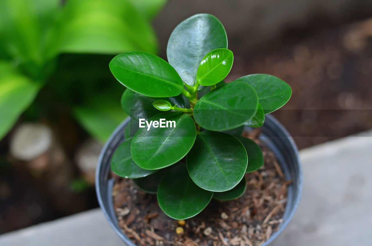 Ficus annulata tree in plastic pot