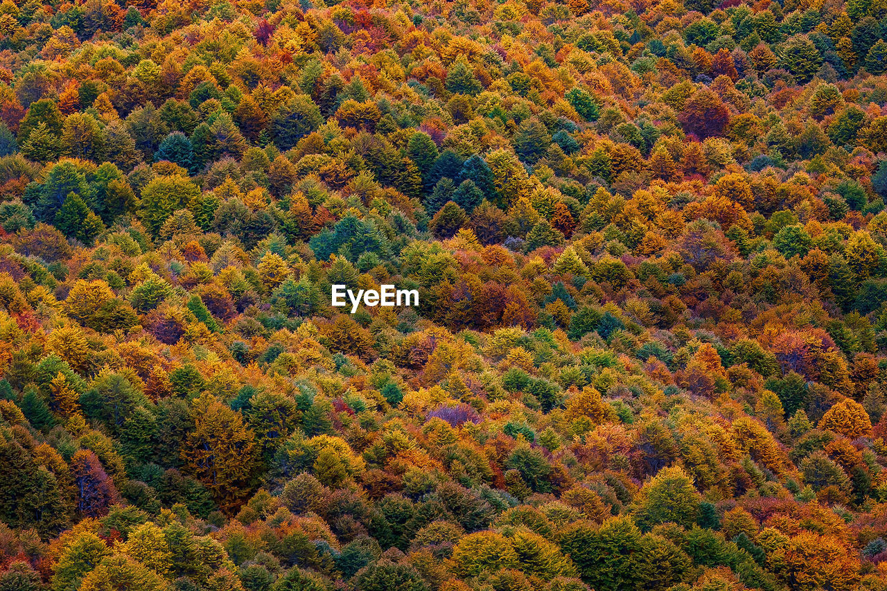 Full frame shot of trees in forest during autumn