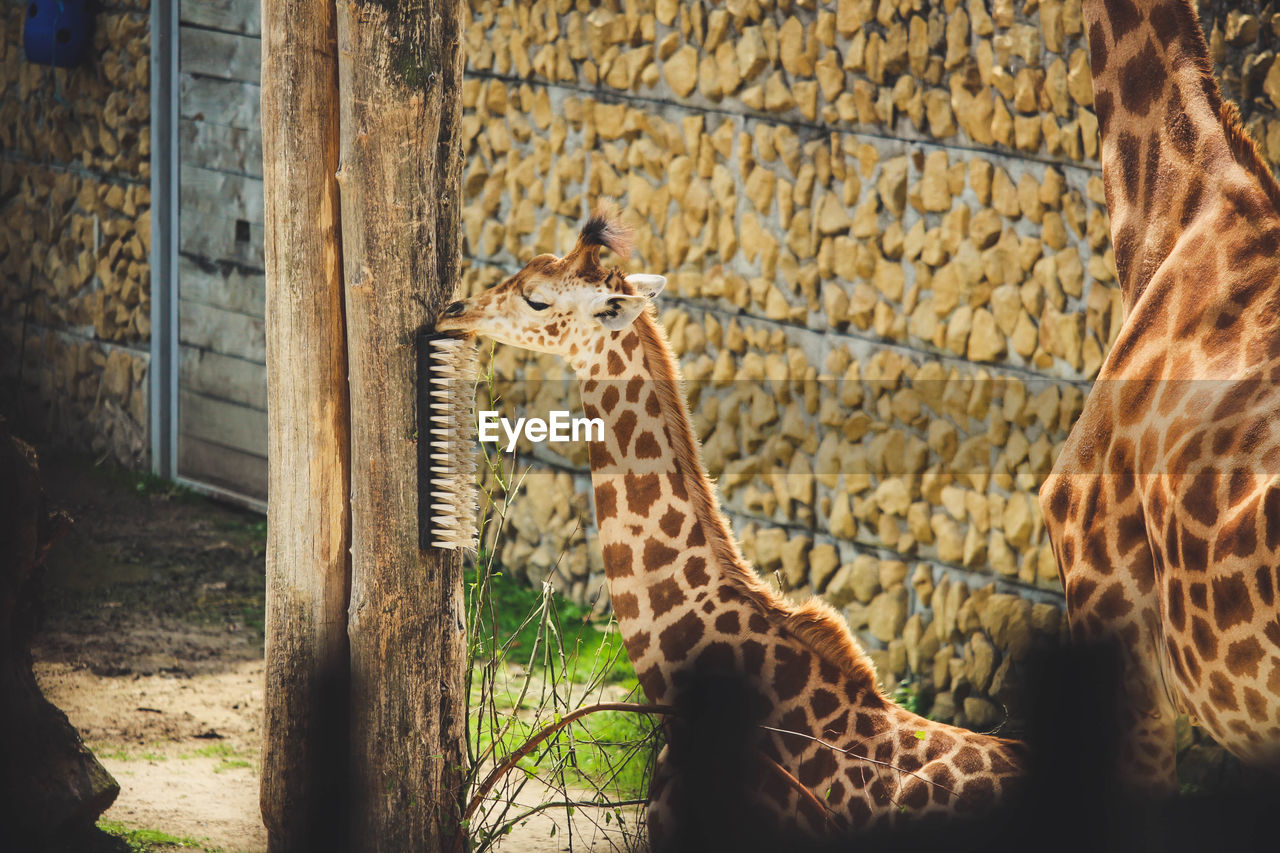 GIRAFFE IN ZOO