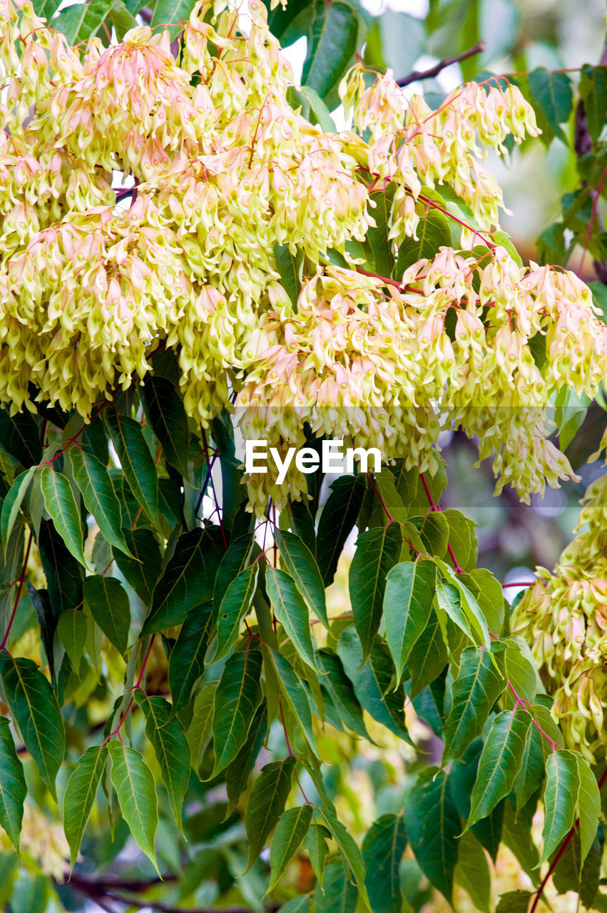 CLOSE-UP OF FLOWERS BLOOMING IN PARK