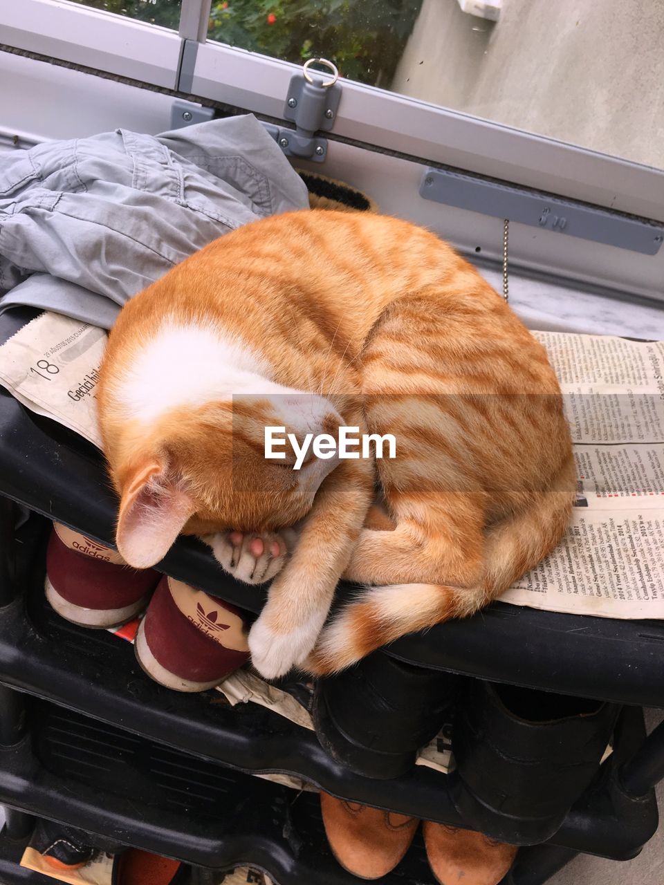 CLOSE-UP OF GINGER CAT SLEEPING ON CAR