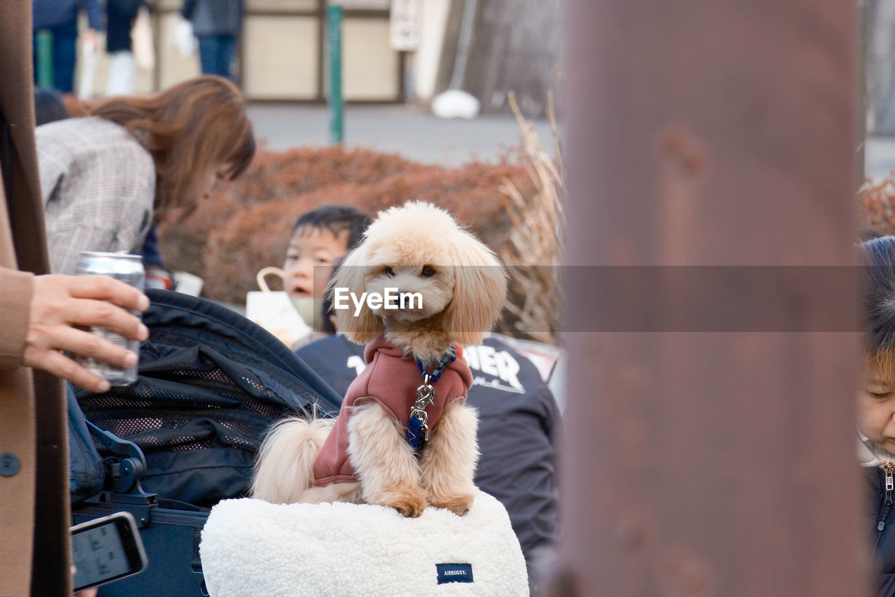 mammal, domestic animals, pet, canine, dog, animal themes, animal, one animal, adult, lap dog, women, friendship, poodle, men, female, architecture, day, cute, outdoors, sitting