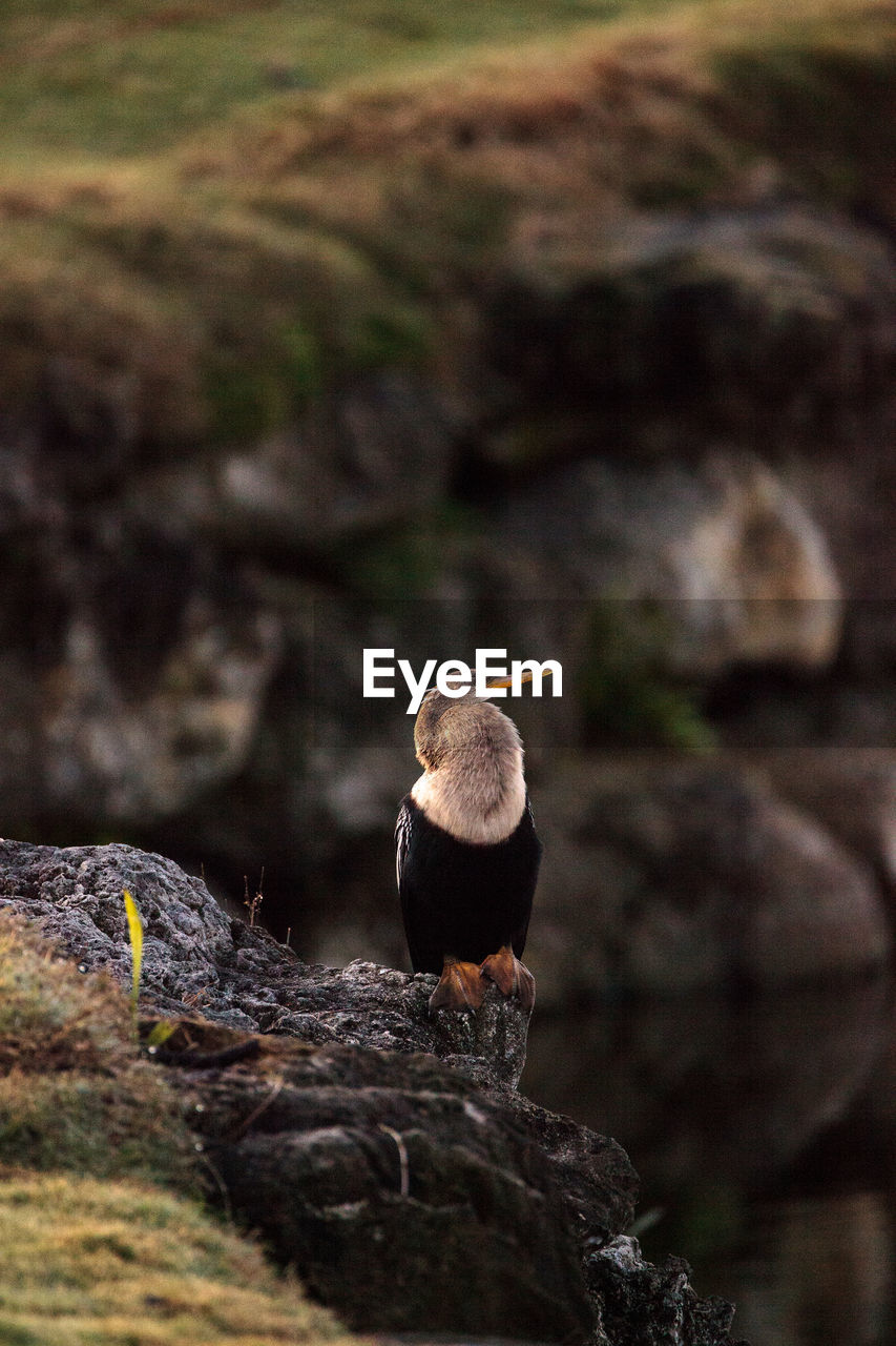 CLOSE-UP OF BIRDS PERCHING ON ROCK