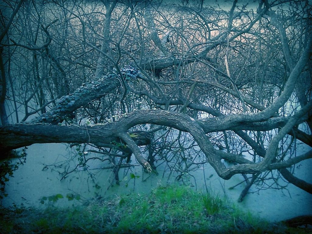 BARE TREES ON LANDSCAPE