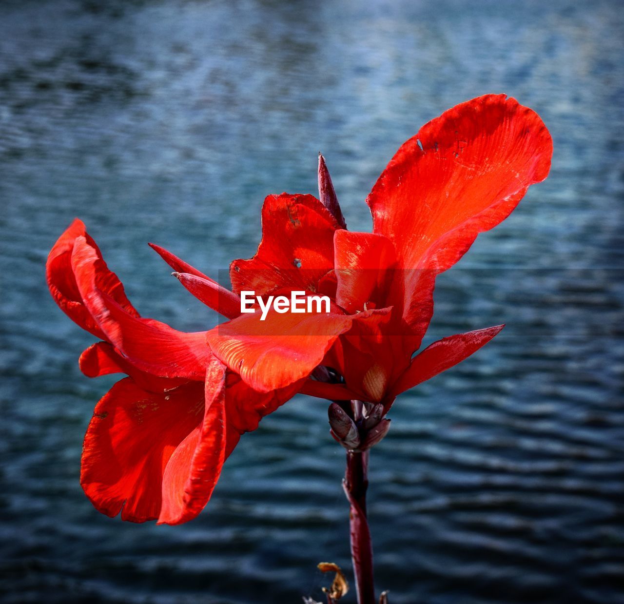 Close-up of red flower against lake