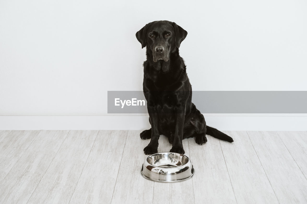 Portrait of dog against wall on hardwood floor