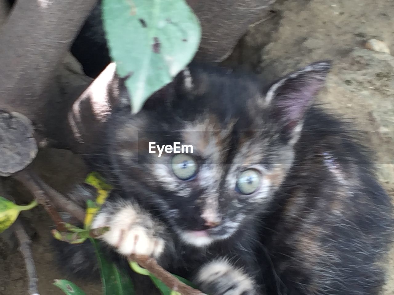 CLOSE-UP PORTRAIT OF KITTEN